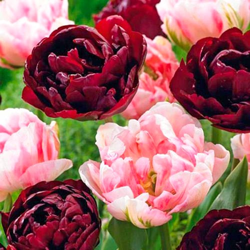 Super oferta! Tulipan pełny mix kolorów, zestaw 2 odmian interface.image 1 interface.art 67925