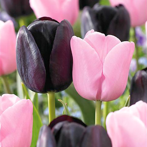 Super oferta! Tulipan późny, zestaw 2 odmian interface.image 1 interface.art 67916