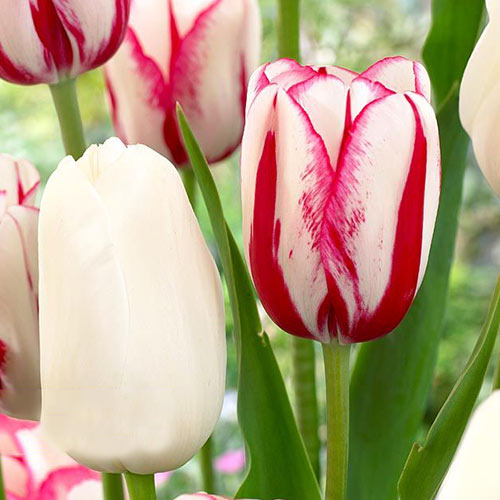 Super oferta! Tulipan późny, zestaw 25 cebul interface.image 1 interface.art 67917