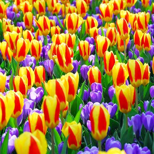 Super oferta! Tulipan Kaufmanna Stresa, Krokus Purple, zestaw 25 cebul interface.image 1 interface.art 67549