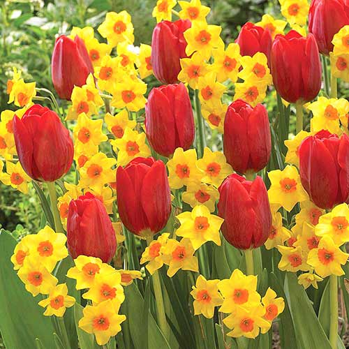 Super oferta! Tulipan Renegade, Narcyz Falconet, zestaw 25 cebul interface.image 1 interface.art 67906