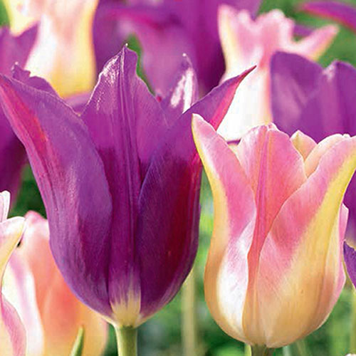 Super oferta! Tulipan Triumph wczesny, zestaw 25 cebul interface.image 1 interface.art 67923