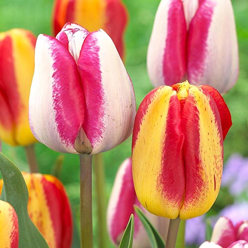 Super oferta! Tulipan Triumph, zestaw 25 cebul interface.image 1 interface.art 67921