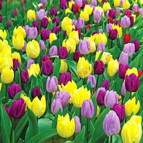 Super oferta! Tulipan wczesny, zestaw 18 cebul interface.art zdjęcie 1 Super oferta! Tulipan wczesny, zestaw 18 cebul interface.image 1 interface.art 67914