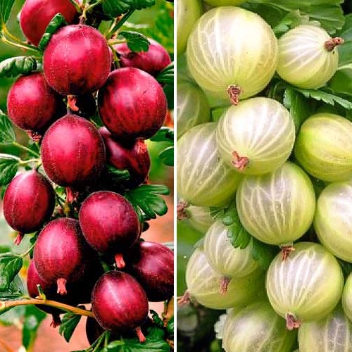 Super oferta! Zestaw Agrest Triumf, 4 sadzonki interface.image 1 interface.art 8104