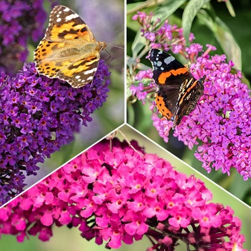 Zestaw Budlei, 3 sadzonki interface.image 1 interface.art 2032