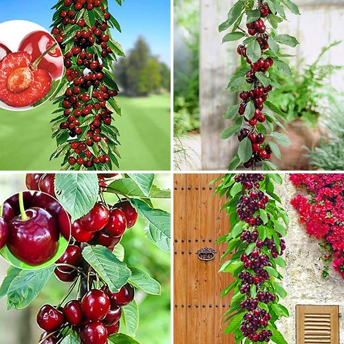 Zestaw czere?ni kolumnowych Royal, 4 sadzonki interface.image 1 interface.art 1981