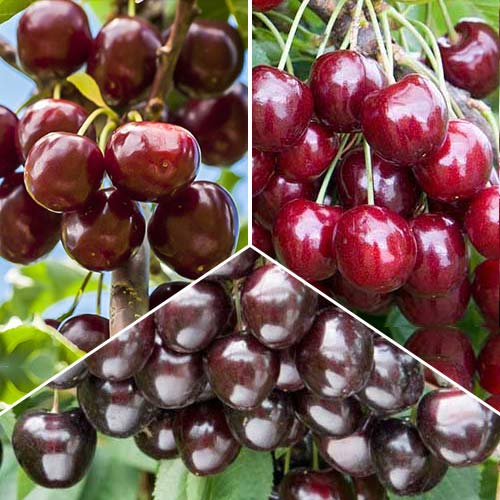 Super oferta! Zestaw Czereśniowe trio, 3 sadzonki interface.image 1 interface.art 6923