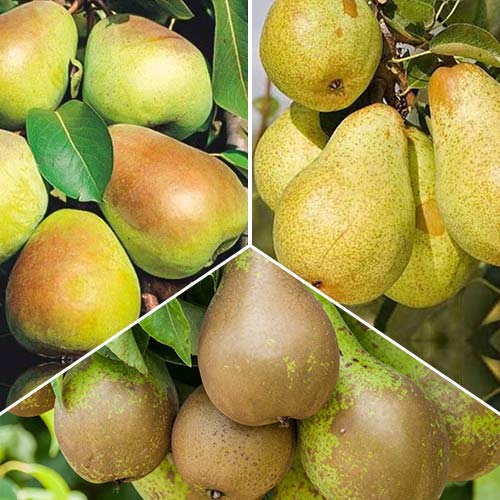 Super oferta! Zestaw Gruszkowe trio, 3 sadzonki interface.image 1 interface.art 6924