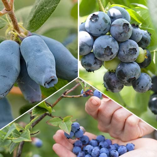 Super oferta! Zestaw Jagodowe Słodkości, 3 sadzonki interface.image 1 interface.art 9338