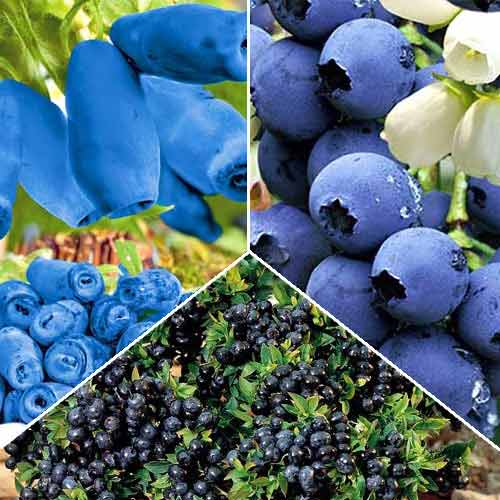 Super Oferta! Zestaw "Jagodowe Słodkości", 3 sadzonki interface.art zdjęcie 1 Super Oferta! Zestaw "Jagodowe Słodkości", 3 sadzonki interface.image 1 interface.art 9255