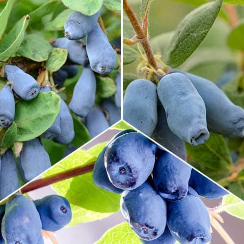 Super oferta! Zestaw Jagody Kamczackiej, 3 sadzonki interface.art zdjęcie 1 Super oferta! Zestaw Jagody Kamczackiej, 3 sadzonki interface.image 1 interface.art 5864