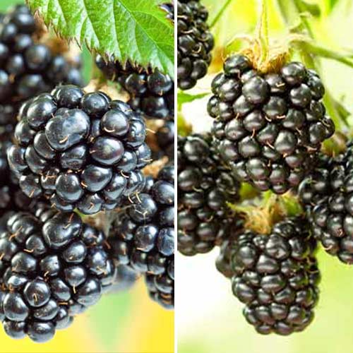 Zestaw Jeżynowy Duet, 2 sadzonki interface.image 1 interface.art 5390