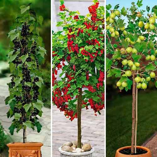 Super oferta! Zestaw ''Krzewy owocowe na pniu'', 3 odmiany interface.image 1 interface.art 8014