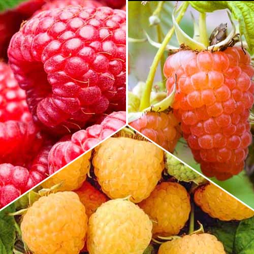 Super oferta! Zestaw Malina Gigant, 6 sadzonek interface.image 1 interface.art 8102