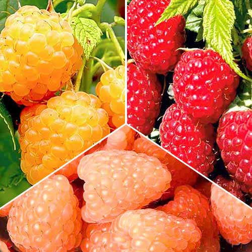 Zestaw Maliny Gigant 3 sadzonki interface.image 1 interface.art 8040