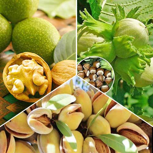 Super oferta! Zestaw Orzechów, 3 sadzonki interface.image 1 interface.art 6944