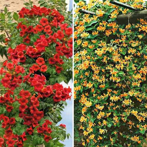 Super Oferta! Zestaw Ozdobne pnącza, 2 sadzonki interface.image 1 interface.art 9148