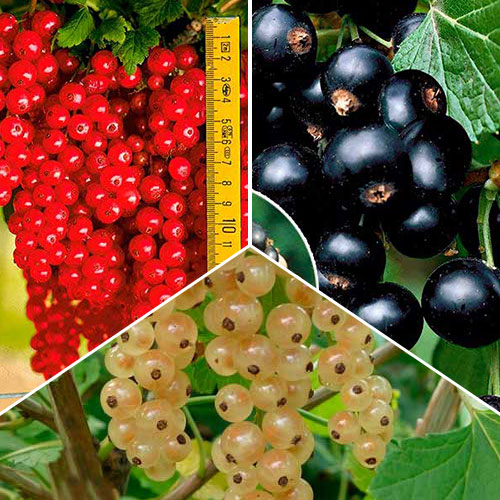 Super oferta! Zestaw Porzeczkowe Trio, 3 sadzonki interface.art zdjęcie 1 Super oferta! Zestaw Porzeczkowe Trio, 3 sadzonki interface.image 1 interface.art 8043