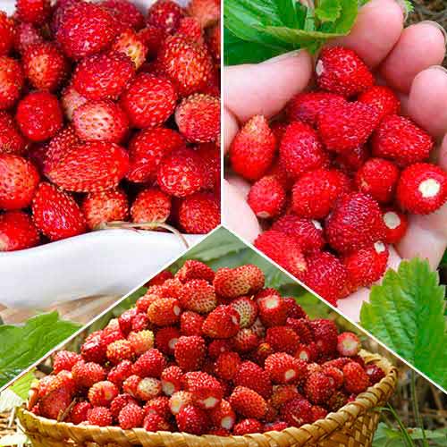 Super oferta! Zestaw poziomek, 3 odmiany interface.image 1 interface.art 8126