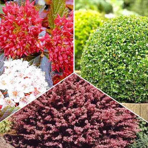 Super Oferta! Zestaw "Rośliny okrywowe", 3 sadzonki interface.image 1 interface.art 2449