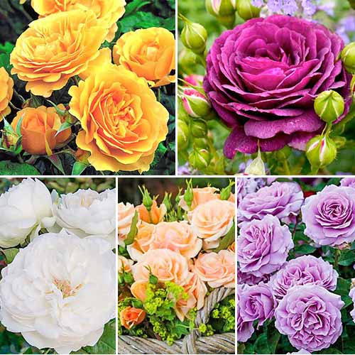 Super Oferta! Zestaw  róż bukietowych 5 sadzonek interface.image 1 interface.art 2717