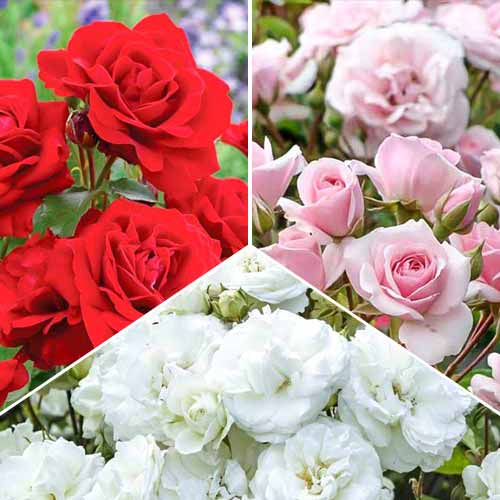 Zestaw róż bukietowych 3 sadzonki interface.art zdjęcie 1 Zestaw róż bukietowych 3 sadzonki interface.image 1 interface.art 2325