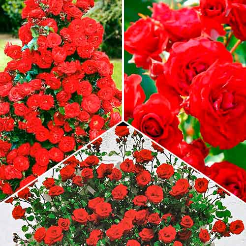 Zestaw róż Magic of Fire, 3 sadzonki interface.image 1 interface.art 5211