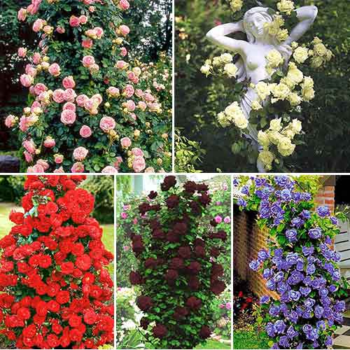 Super Oferta! Zestaw róż pnących 5-ciu sadzonek interface.image 1 interface.art 2714