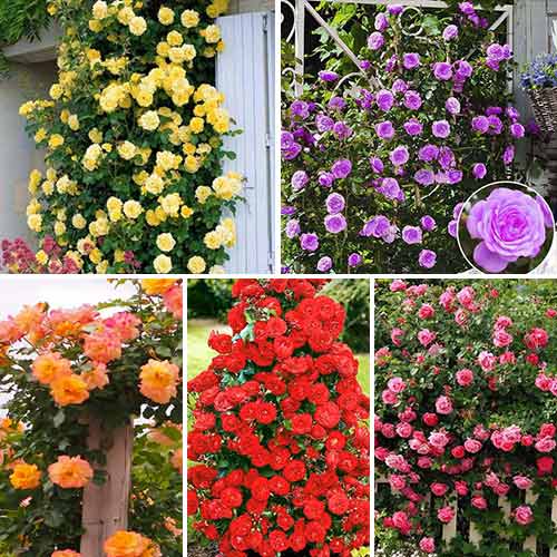 Super oferta! Zestaw róż pnących, 5 sadzonek interface.image 1 interface.art 2310