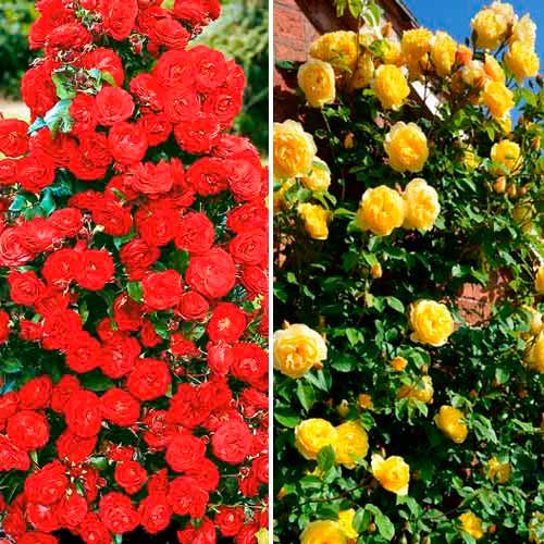 Zestaw róż pnących Duo, 2 sadzonki interface.image 1 interface.art 3699