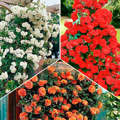 Zestaw róż pnących Trio, 3 sadzonki interface.image 1 interface.art 3647