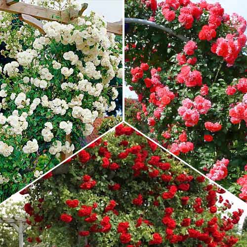 Zestaw róż pnących Trio (2333) interface.image 1 interface.art 2333