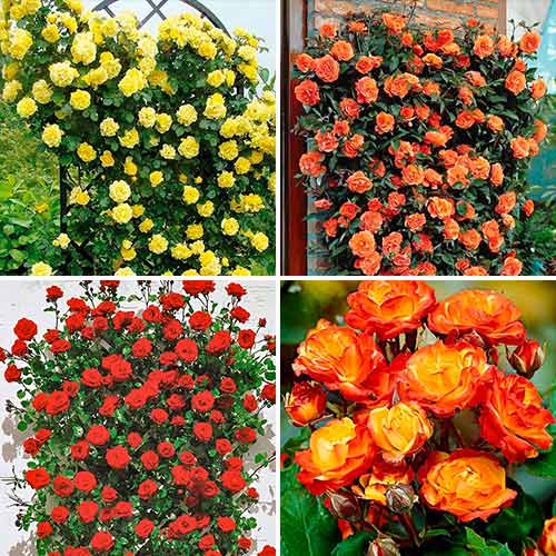 Zestaw róż Tango, 4 sadzonki interface.image 1 interface.art 5213