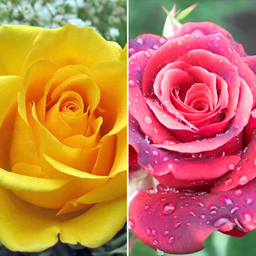 Super oferta! Zestaw róż wielkokwiatowych Duo, 2 sadzonki interface.image 1 interface.art 2331