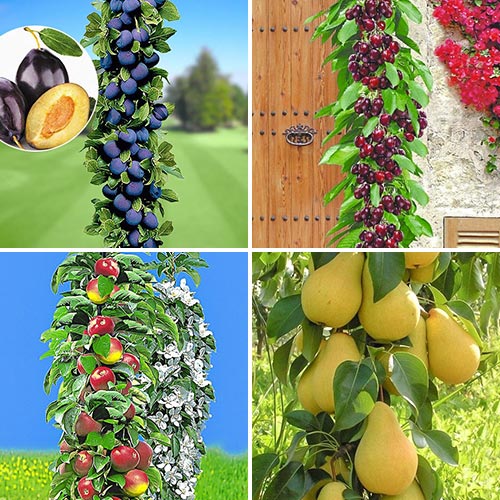 Zestaw sadowniczy, 4 sadzonki interface.image 1 interface.art 1955