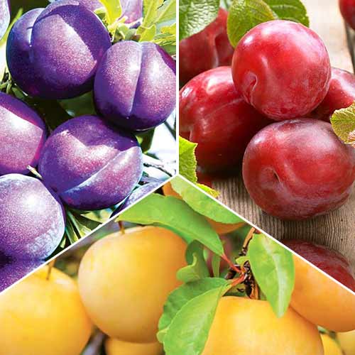 Zestaw Śliwkowe trio (6946) interface.art zdjęcie 1 Zestaw Śliwkowe trio (6946) interface.image 1 interface.art 6946