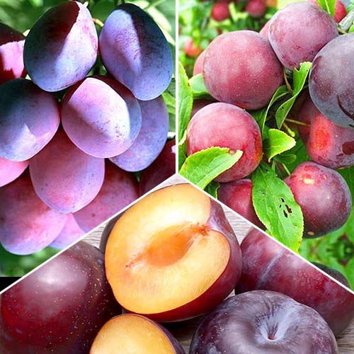 Super oferta! Zestaw Śliwkowe trio, 3 sadzonki interface.art zdjęcie 1 Super oferta! Zestaw Śliwkowe trio, 3 sadzonki interface.image 1 interface.art 4315