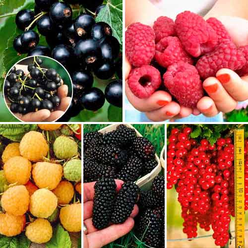 Super oferta! Zestaw krzewów owocowych ''Smak lata'', 5 sadzonek interface.image 1 interface.art 7610