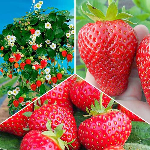 Super Oferta!  Zestaw truskawek Cały Sezon 3 odmiany interface.image 1 interface.art 4916_1