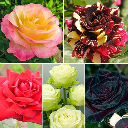 Super Oferta! Zestaw wielkokwiatowych róż 5-ciu sadzonek interface.image 1 interface.art 2720