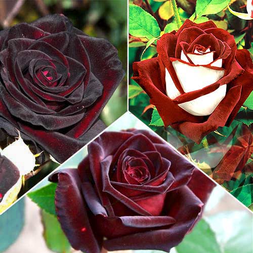 Super Oferta! Zestaw wielkokwiatowych róż Red Star 3 odmiany interface.image 1 interface.art 2719