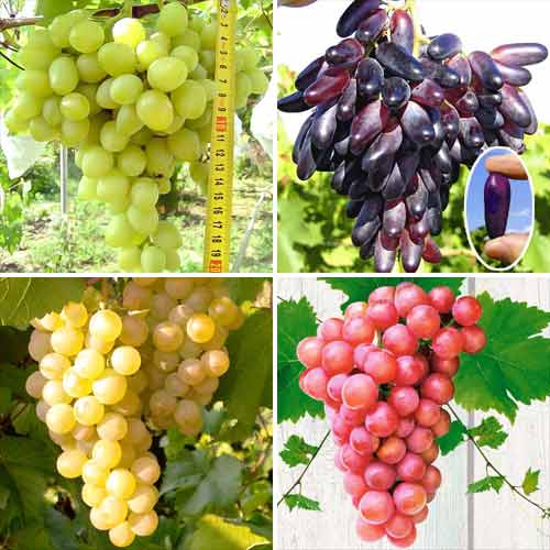 Zestaw winorośli Elita (7346) interface.image 1 interface.art 7346