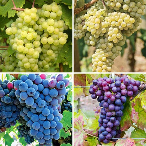 Super oferta! Zestaw winorośli Elita, 4 sadzonki interface.image 1 interface.art 6952