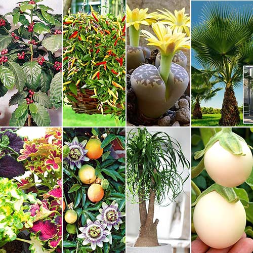 Super Oferta! Zestaw Zielony Dom, 8 opakowań interface.image 1 interface.art 8787