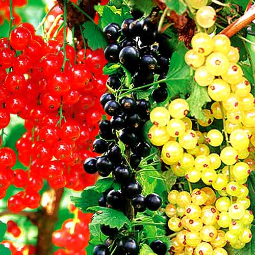 Zestaw Porzeczkowe 3 sadzonki interface.image 1 interface.art 7585