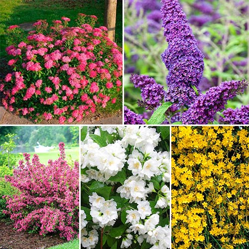 Super Oferta! Zestaw krzewów ozdobnych "Kwitnący Ogród", 5 sadzonki interface.image 1 interface.art 2443