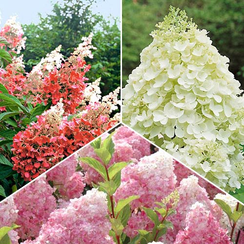 Super Oferta! Zestaw krzewów ozdobnych "Magiczne Hortensje", 3 sadzonki interface.image 1 interface.art 2415