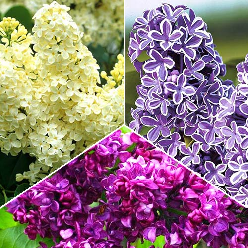 Super Oferta! Zestaw krzewów ozdobnych "Pachnące Bzy", 3 sadzonki interface.image 1 interface.art 2440