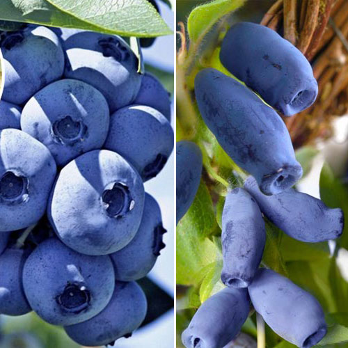 Super Oferta! Zestaw "Największe Jagody", 2 sadzonki interface.art zdjęcie 1 Super Oferta! Zestaw "Największe Jagody", 2 sadzonki interface.image 1 interface.art 8483